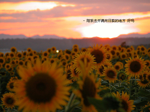 很有意境的空间图文素材 如果这都不算爱