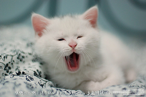 ���ȿɰ�è��QQ�ռ�ͼƬ�ز� ��������
