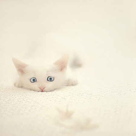 ���ȿɰ�è��QQ�ռ�ͼƬ�ز� ��������