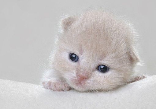 ���ȿɰ�è��QQ�ռ�ͼƬ�ز� ��������