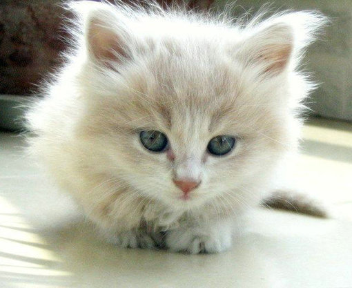 ���ȿɰ�è��QQ�ռ�ͼƬ�ز� ��������