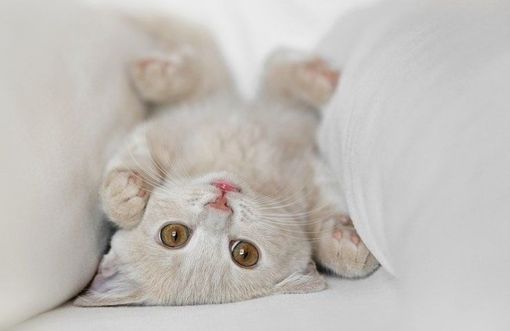���ȿɰ�è��QQ�ռ�ͼƬ�ز� ��������