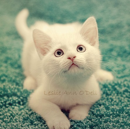 ���ȿɰ�è��QQ�ռ�ͼƬ�ز� ��������