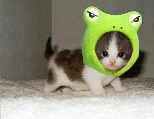 ���ȿɰ�è��QQ�ռ�ͼƬ�ز� ��������