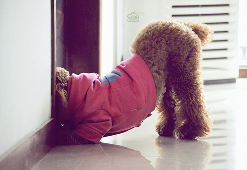 ���ҵ�С����_��������Ψ��QQ�ռ�ͼƬ�ز�