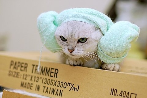 ���ȶ���ռ��ز�_��Ҫ��ֻè
