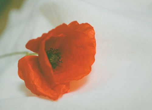 ����ů���ز�ͼƬ