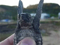 ��Ц��Ⱥ��gifͼƬ ������gifͼƬ
