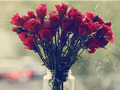 2014����õ�廨ͼƬ�ز� �����Ҫ���õ�廨һ������