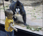 gif��̬����ͼƬ ��С���붯����Ц�Ķ�̬����