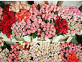2014��Ϧ�ռ��ز�ͼƬ ����һƬ���ĺ���