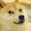doge���������111P