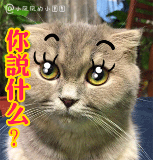 �椺Ͷ�����������24P